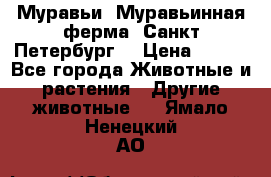 Муравьи, Муравьинная ферма. Санкт-Петербург. › Цена ­ 550 - Все города Животные и растения » Другие животные   . Ямало-Ненецкий АО